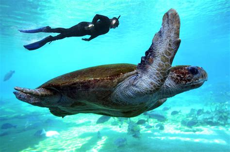 MARINE definition and meaning .